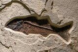 Museum-Quality Green River Fossil Fish Triptych #369070-2